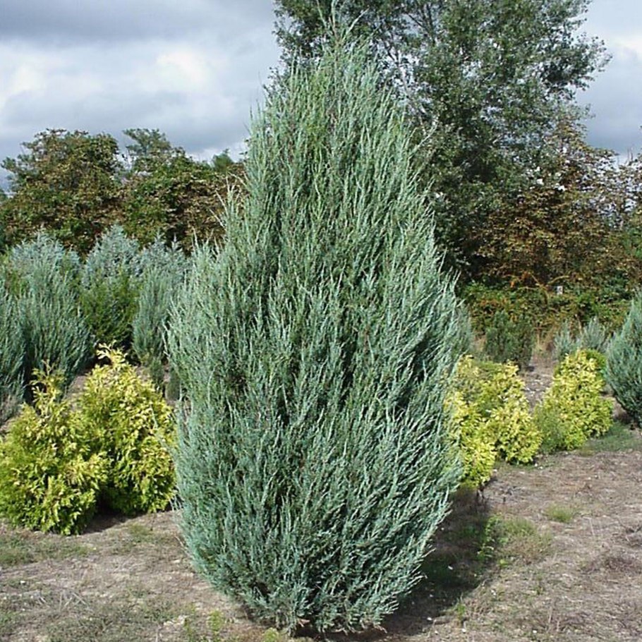 Можжевельник Мунглоу Голд