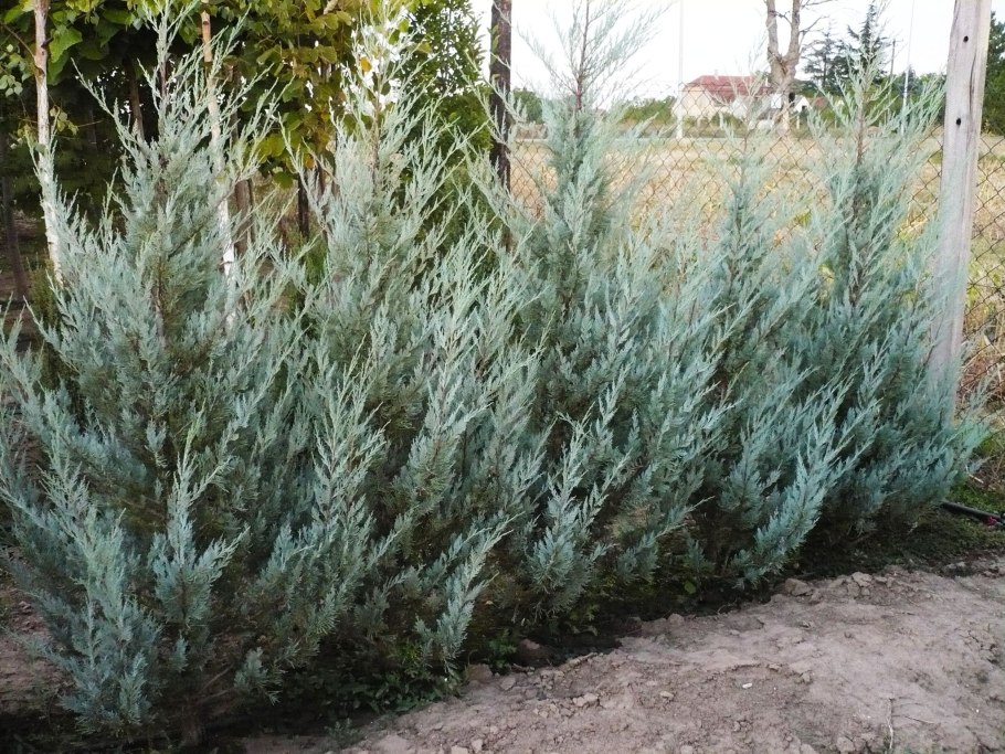 Можжевельник Блю Хевен