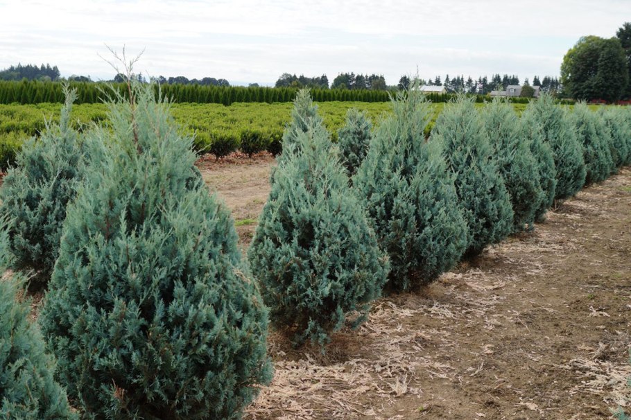 Можжевельник скальный Snow Flurries