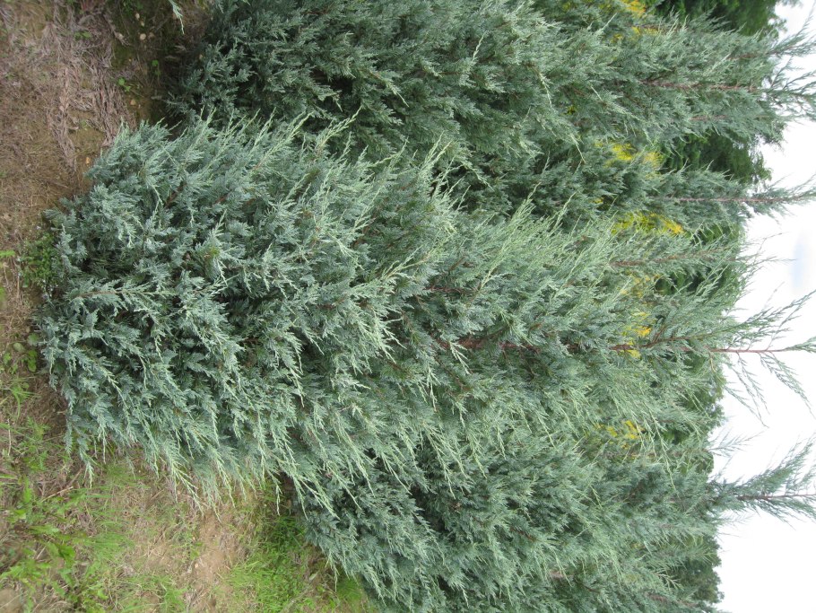 Можжевельник Мунглоу и Скайрокет