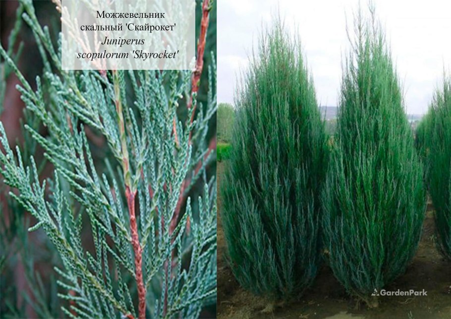 Можжевельник Блю Мунглоу