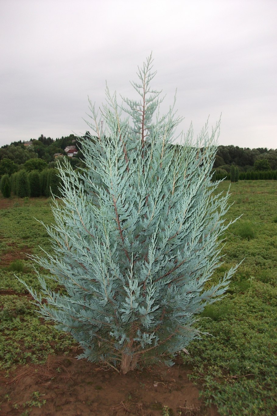Можжевельник скальный Juniperus scopulorum Moonglow