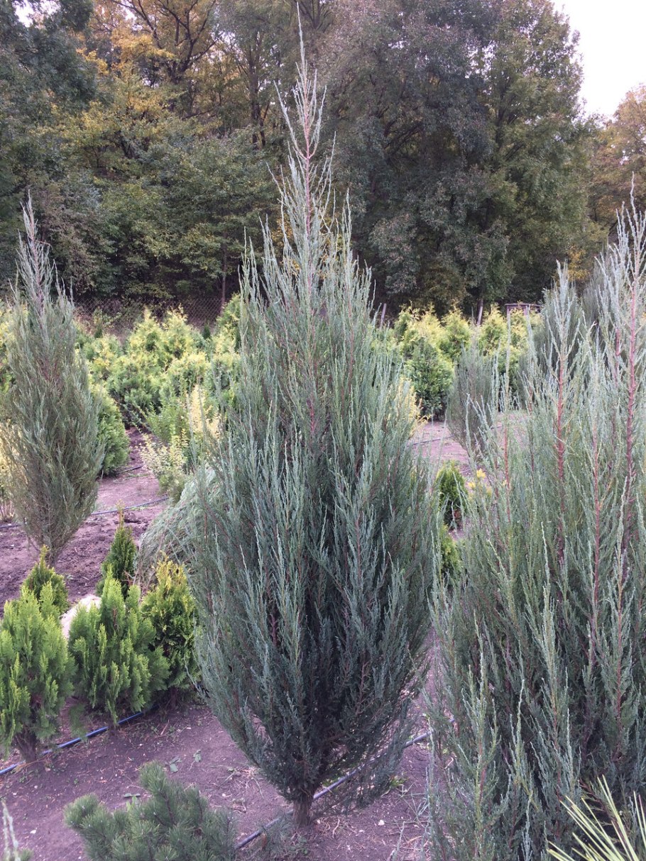 Можжевельник скальный Moonglow