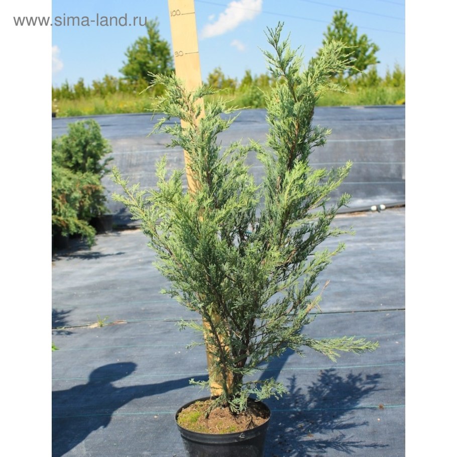 Можжевельник виргинский 'Moonglow'