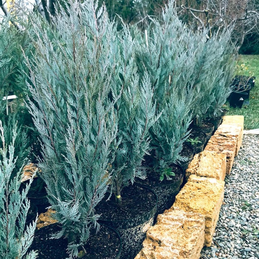 Можжевельник скальный Блю Эрроу