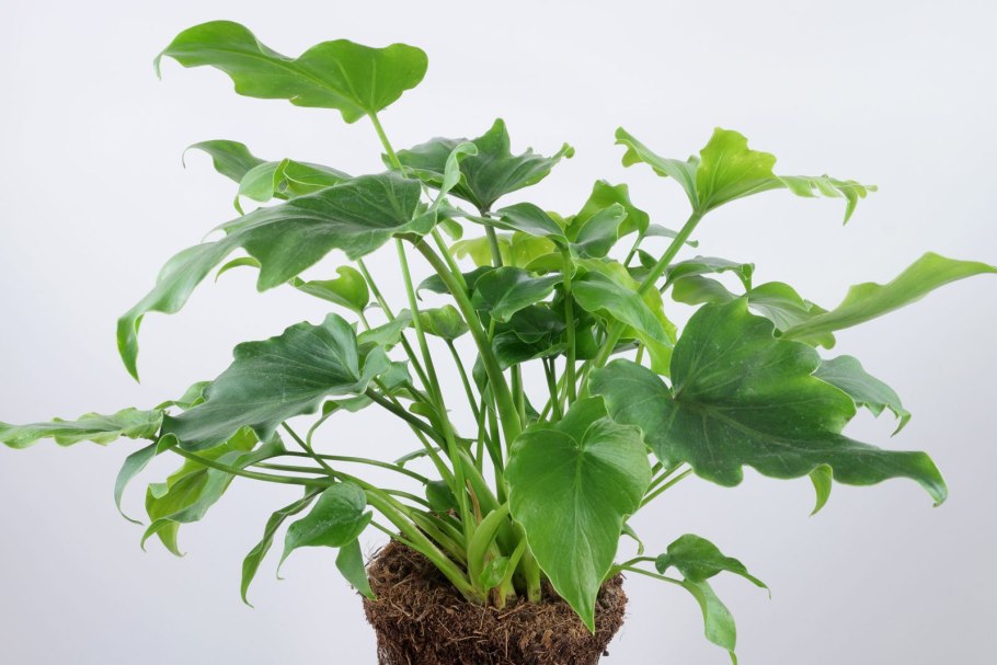 Филодендрон Грин Вандер