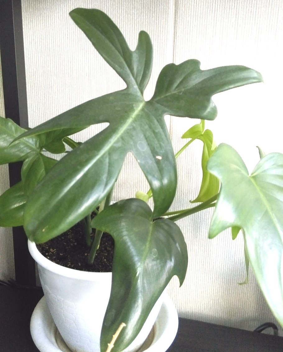 Филодендрон Лациниатум (дольчатый)