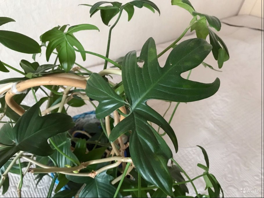 Филодендрон гитаровидный