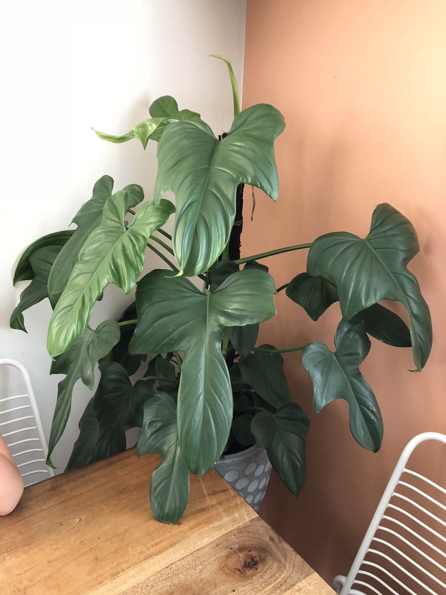 Филодендрон goeldii