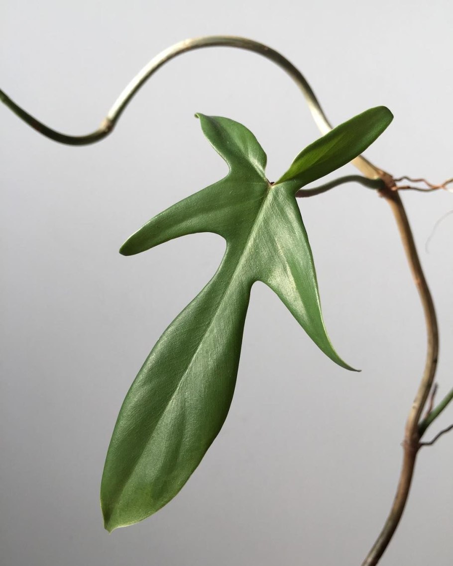 Филодендрон pedatum