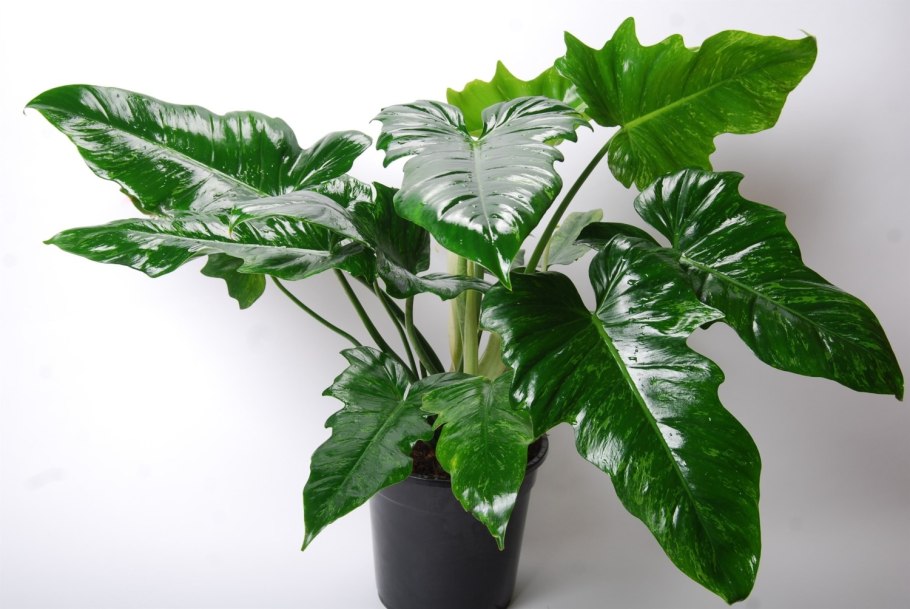 Филодендрон стоповидный