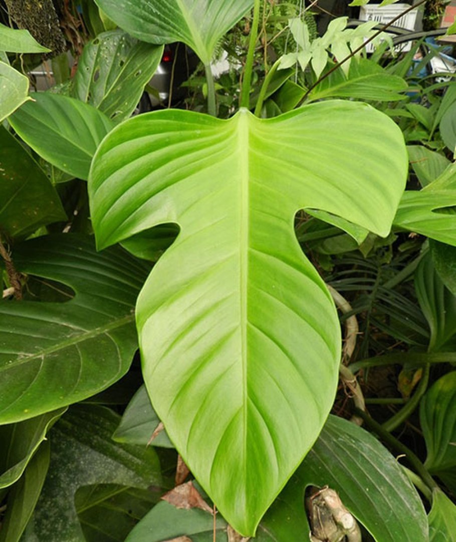 Филодендрон лацерум