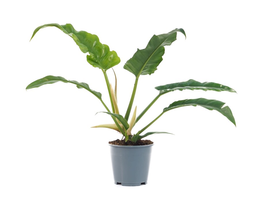 Пандуриформе Филодендрон