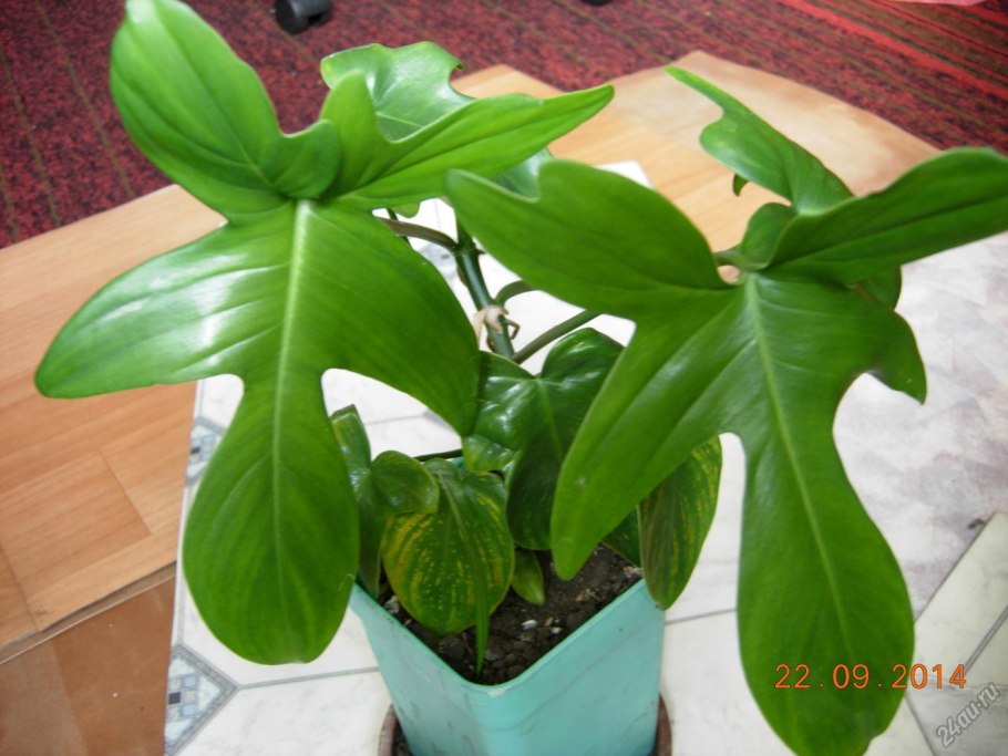 Филодендрон Silk Plant