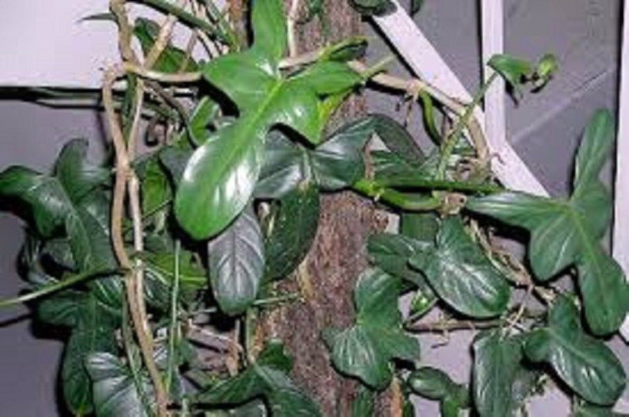 Филодендрон мексиканум