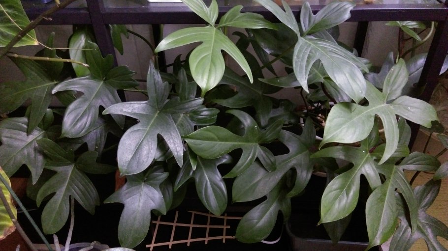 Филодендрон чешуеносный squamiferum