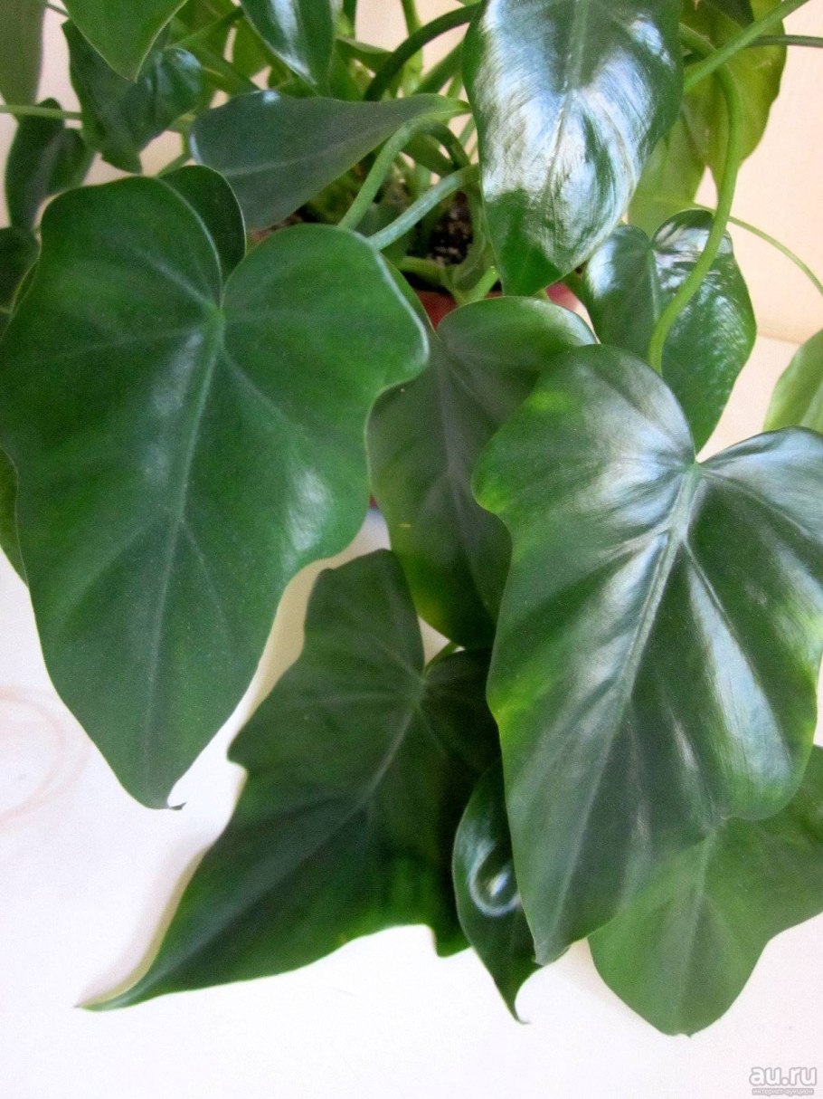 Филодендрон pedatum