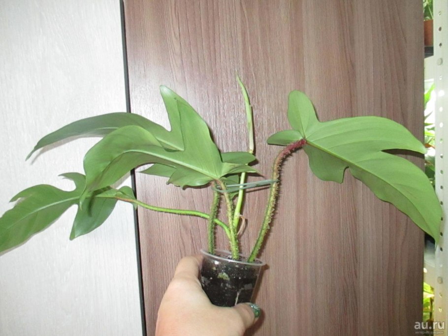 Филодендрон стоповидный