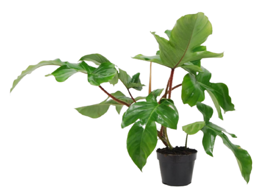 Филодендрон Florida Ghost