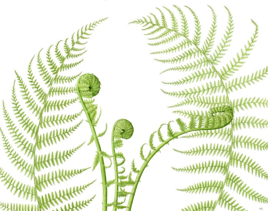 Цикл развития плауна булавовидного