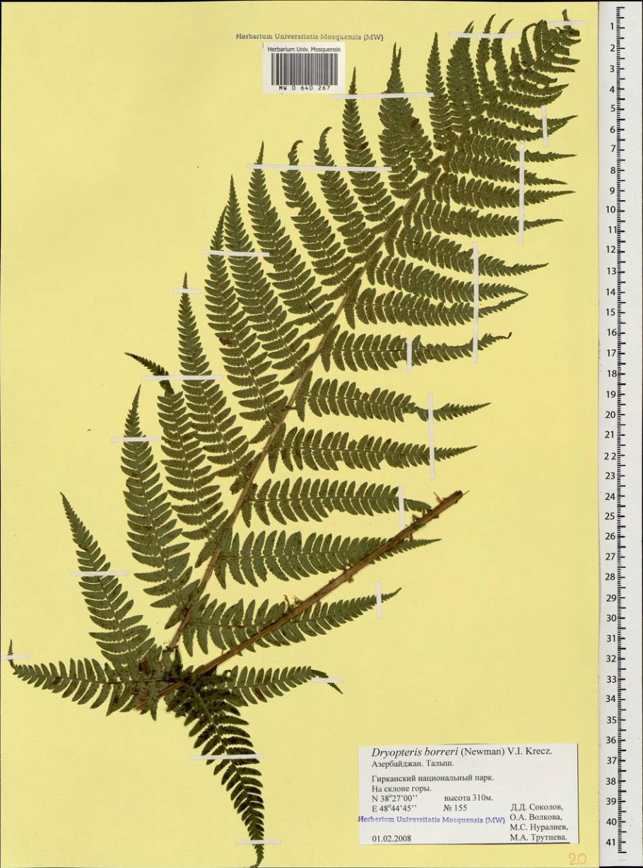 Gymnocarpium dryopteris l. newm. рисунок