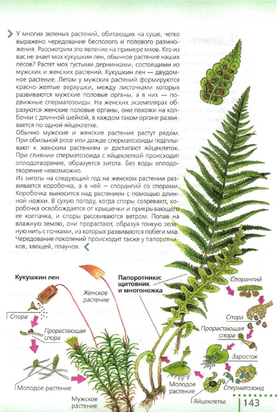 Примеры ароморфоза у растений