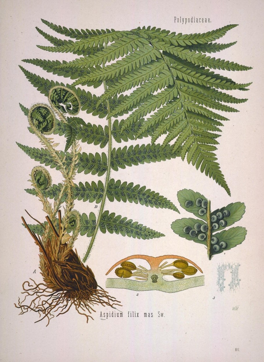 Основные ароморфозы растений таблица