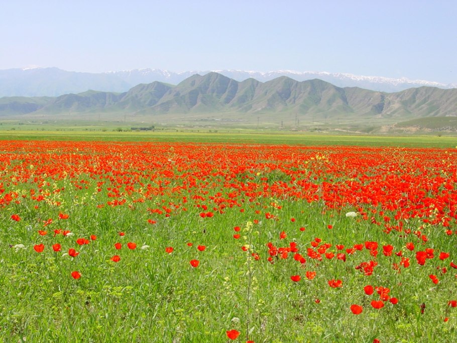 Батхызыский заповедник туркмена