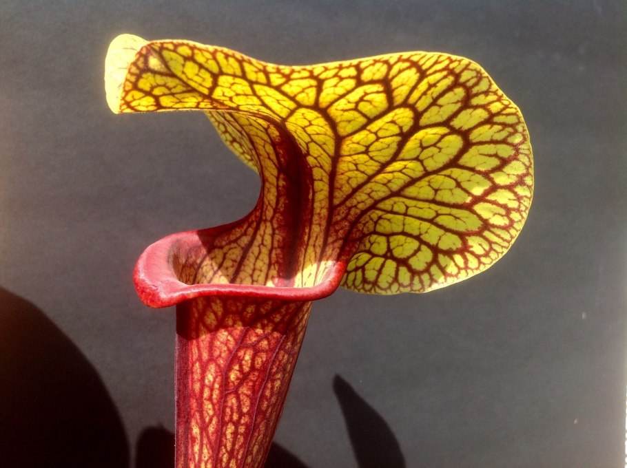 Саррацения вельвет