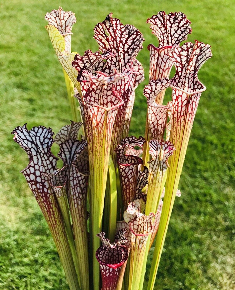 Саррацения purpurea