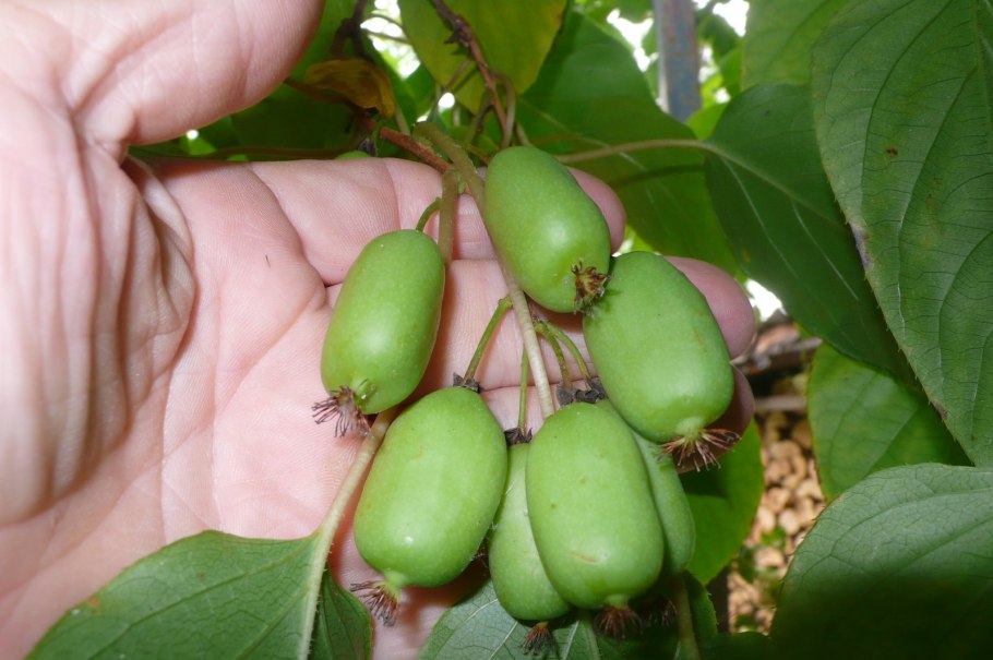 Актинидия аргута джамбо (с2)