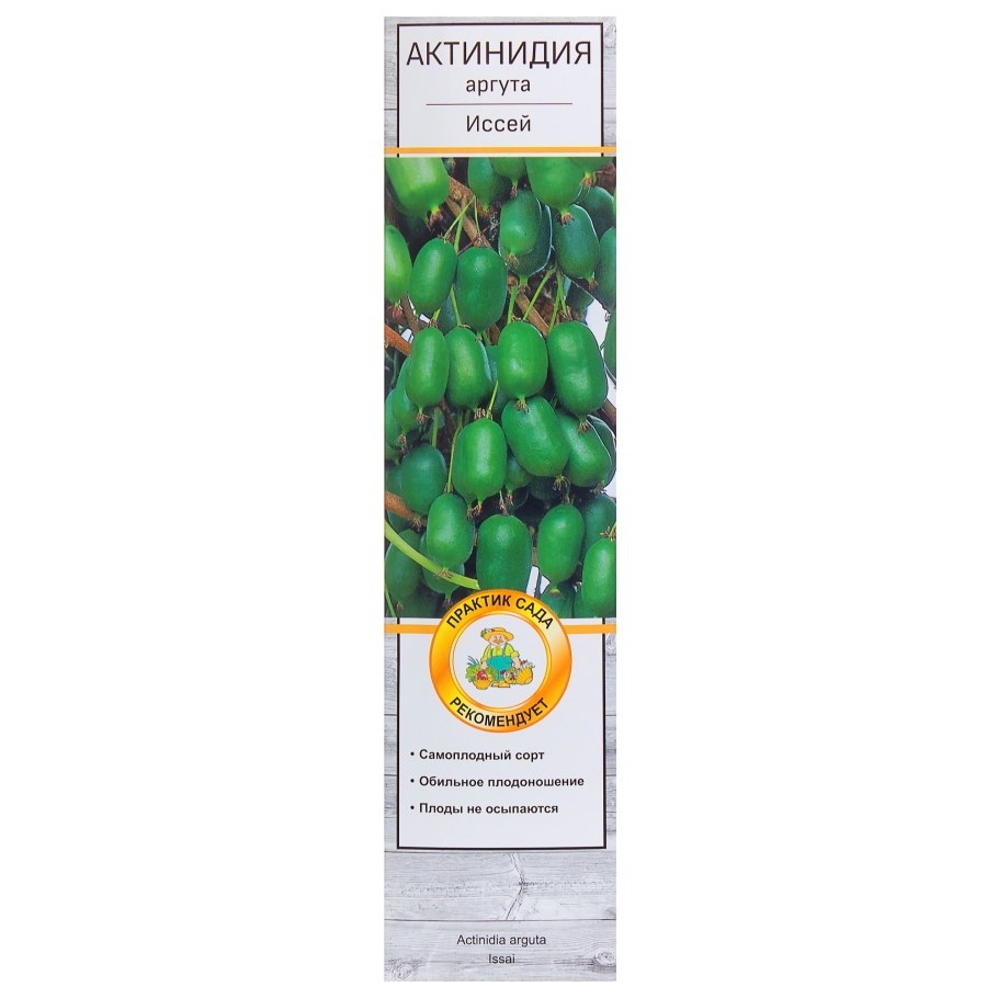 Актинидия аргута Weiki Actinidia arguta Weiki