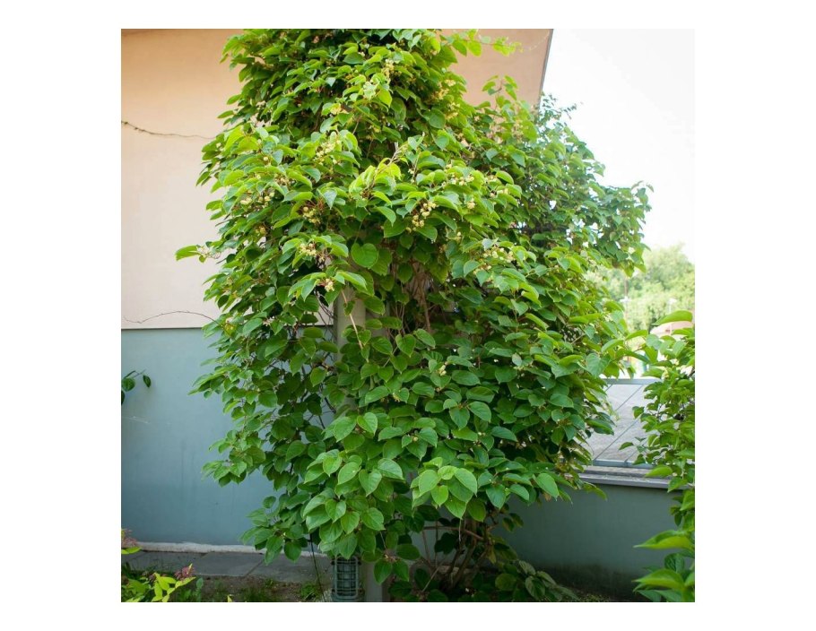 Актинидия аргута Иссей