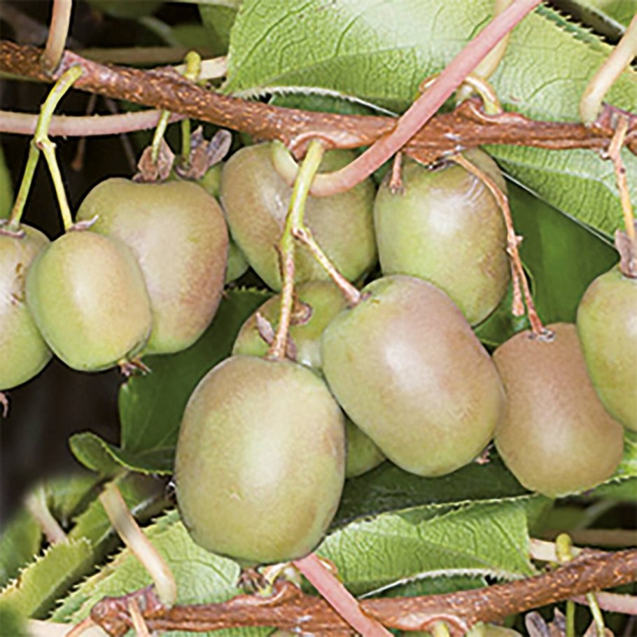 Актинидия коломикта Университетская