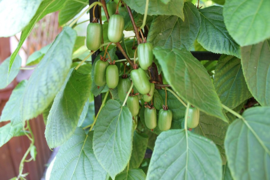 Актинидия аргута Ананасная плантация