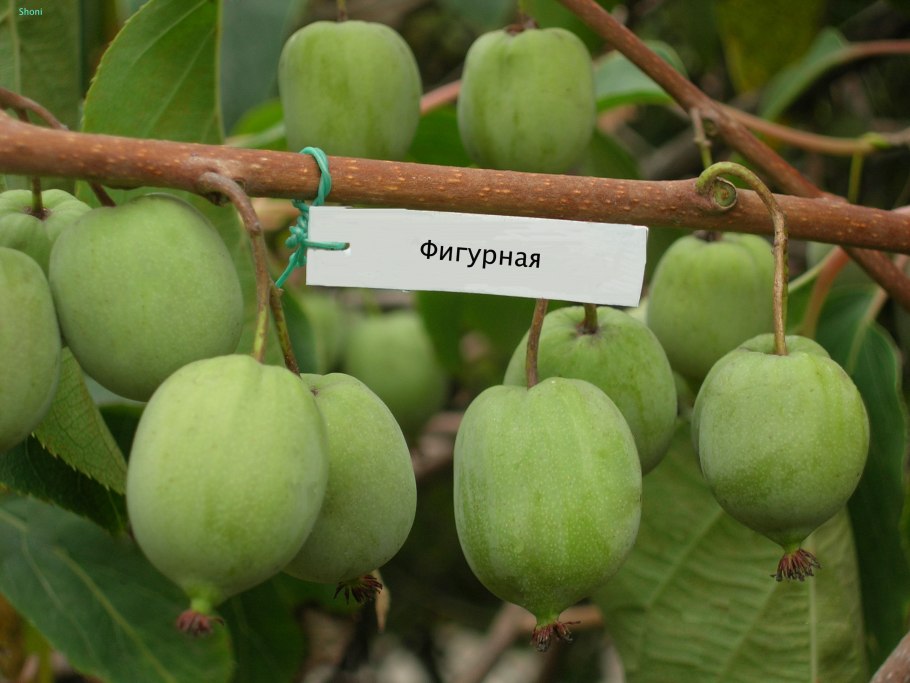 Актинидия аргута Кокува