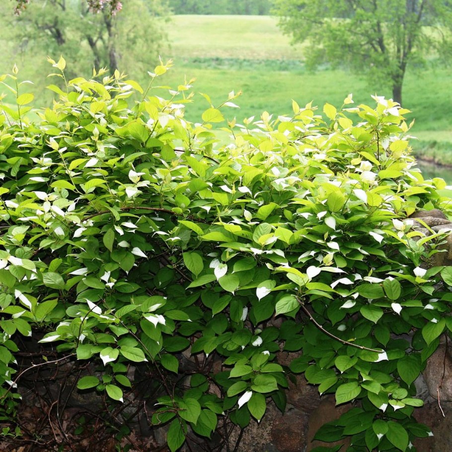 Актинидия аргута Issai