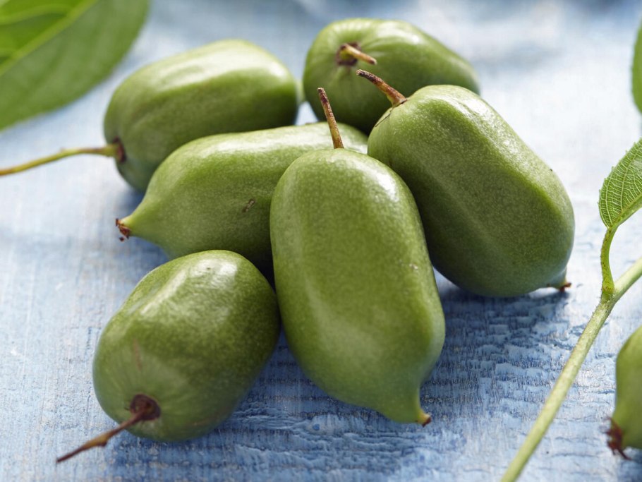 Актинидия доктор Шимановский