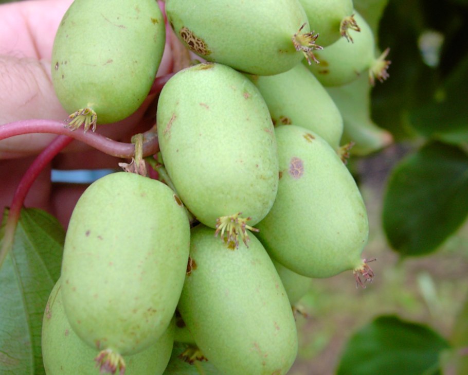 Актинидия аргута Иссей