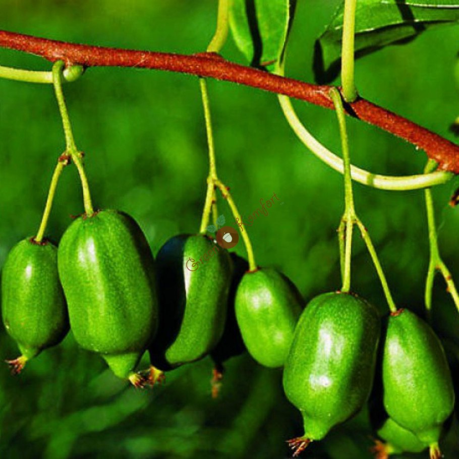 Актинидия коломикта доктор Шимановский