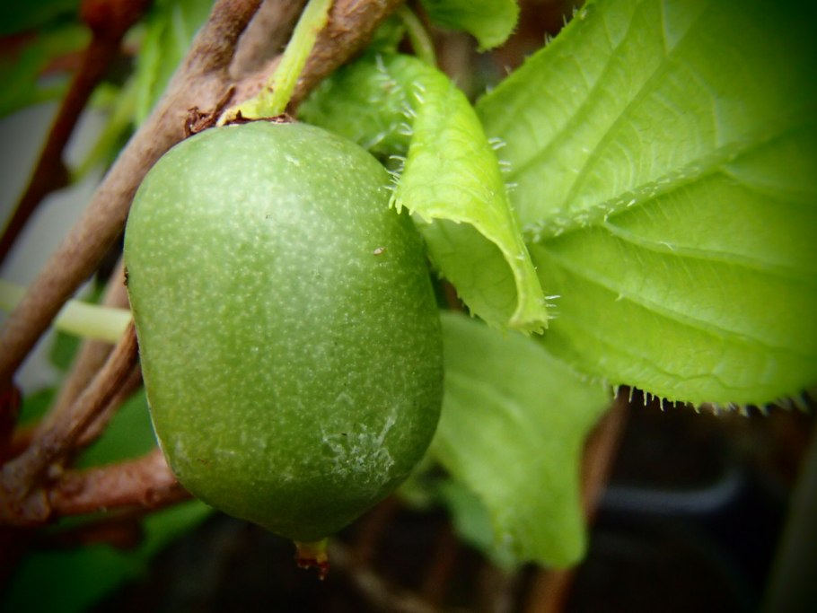 Актинидия аргута issai