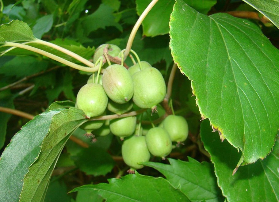 Актинидия аргута киви