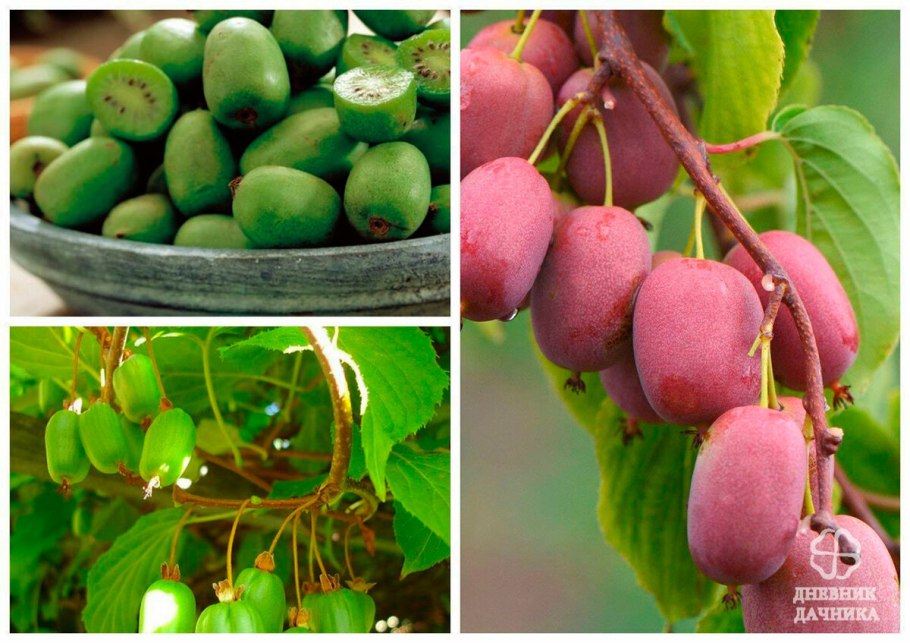 Актинидия аргута и коломикта