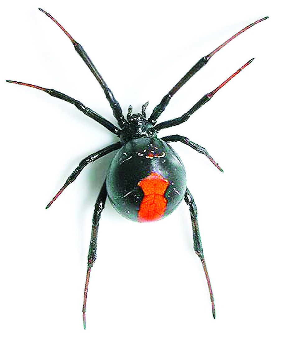 Скарлетт Йоханссон в роли черной вдовы