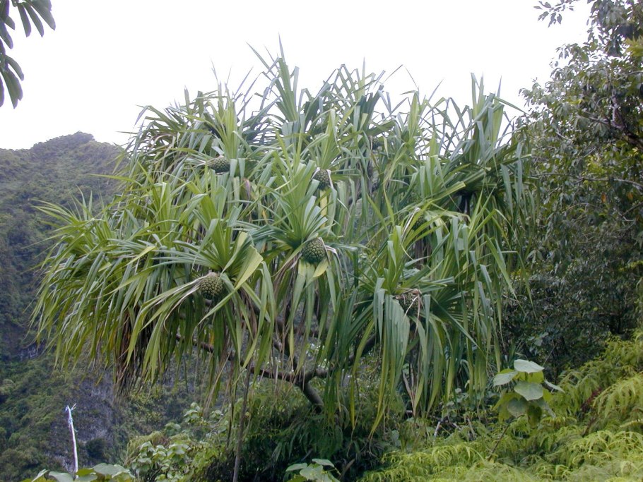 Pandanus odoratissimus