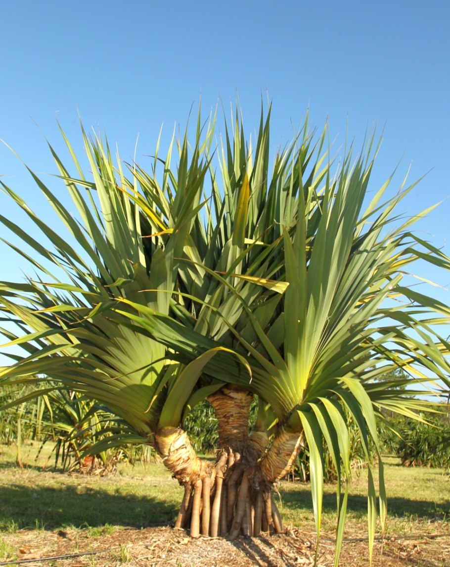 Pandanus растение