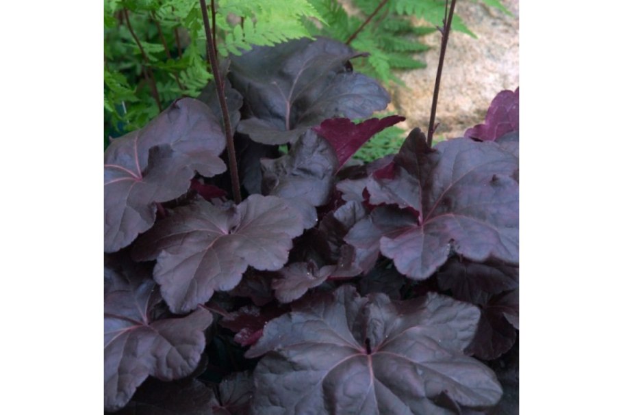 Скумпия Кожевенная Ройал Пурпл Cotinus coggygria Royal Purple