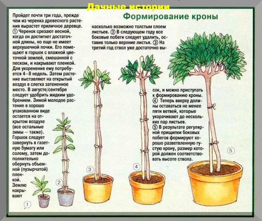 Бонсай клен ниваки