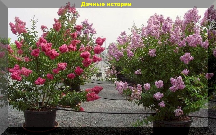 Бирючина ниваки