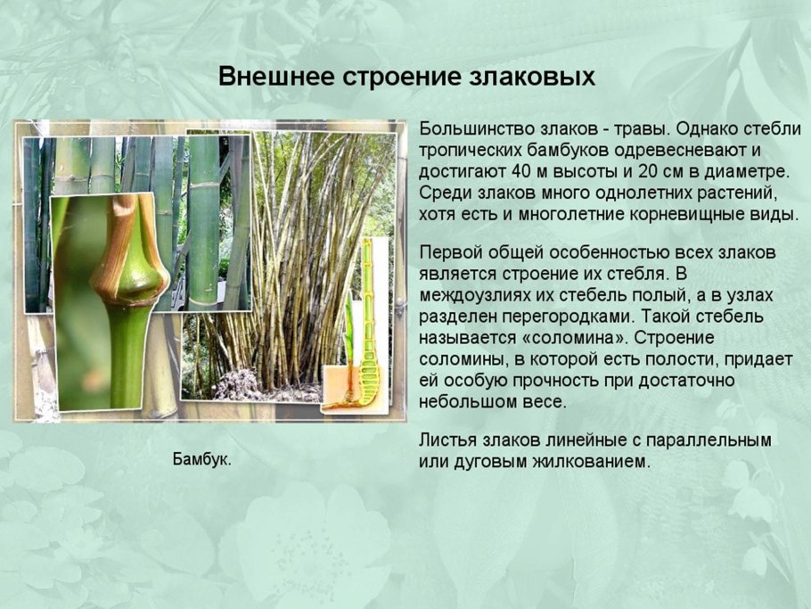 Семейство Лилейные и злаки